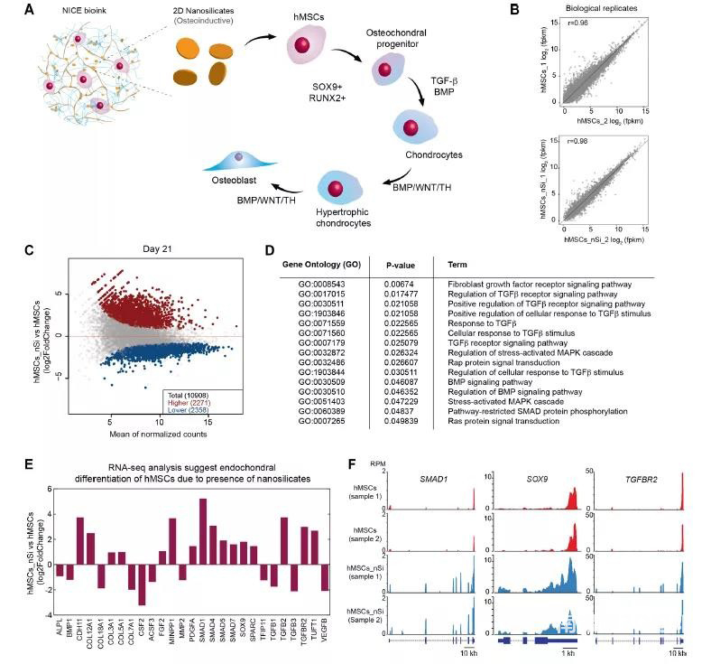 图6 nSi对hMSC基因表达的影响