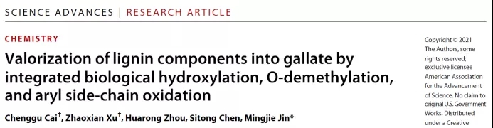 南京理工大学：通过整合生物源羟基化、去甲基化和芳香侧链氧化途径将木质素转化为没食子酸