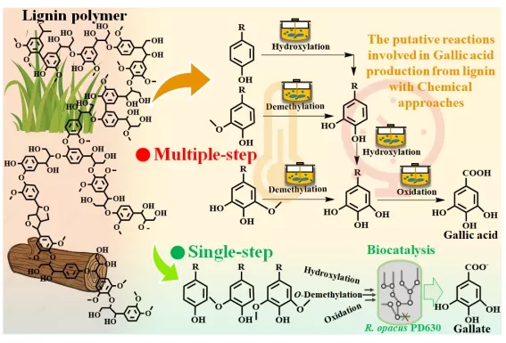 南京理工大学：通过整合生物源羟基化、去甲基化和芳香侧链氧化途径将木质素转化为没食子酸