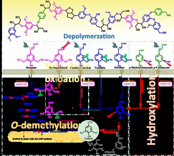 南京理工大学：通过整合生物源羟基化、去甲基化和芳香侧链氧化途径将木质素转化为没食子酸