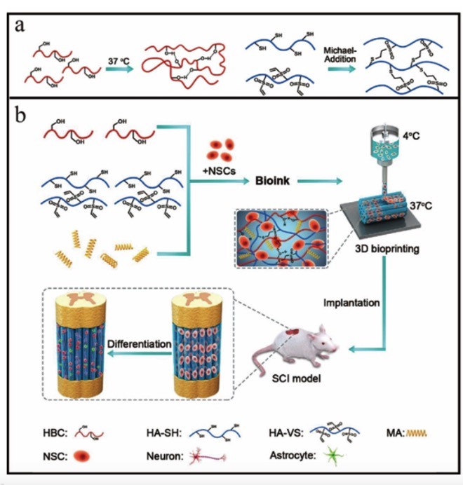 用于脊髓损伤修复的生物3D打印神经组织