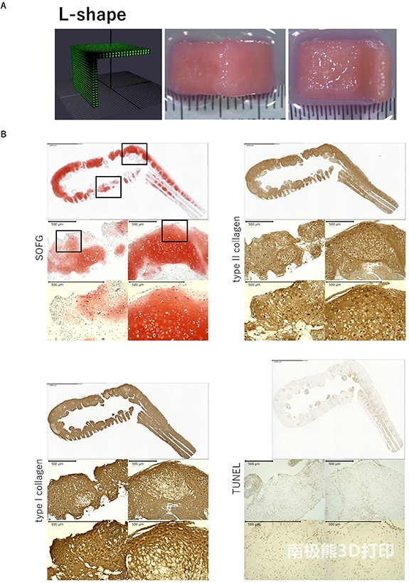 生物3D打印机的设计数据和打印18天后从Kenzan上取下的L型结构的图像