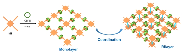 单层的超分子有机框架(ml-2D-SOF)到双层超分子有机框架(bl-2D-SOF)的层级自组装构筑示意图 单层的超分子有机框架(ml-2D-SOF)到双层超分子有机框架(bl-2D-SOF)的层级自组装构筑示意图