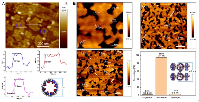 单层的超分子有机框架(ml-2D-SOF)和双层超分子有机框架(bl-2D-SOF)的层高表征 单层的超分子有机框架(ml-2D-SOF)和双层超分子有机框架(bl-2D-SOF)的层高表征
