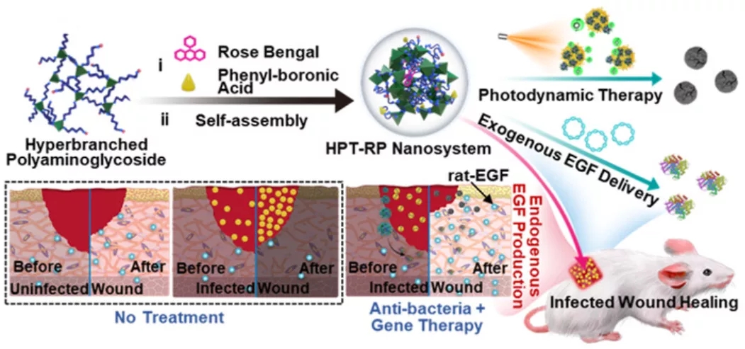 新型具有高效抗菌和基因转染性能的纳米材料