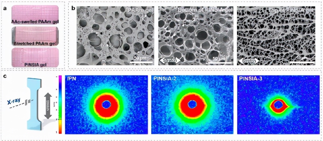 图1. (a) PINSIA凝胶样品制备过程照片;(b) PAAm 凝胶、PINSIA-3 凝胶底部和顶部表面的 SEM 图像;(c) IPN、PINSIA-2 和 PINSIA-3 水凝胶的 2D-SAXS 模式。 图1. (a) PINSIA凝胶样品制备过程照片;(b) PAAm 凝胶、PINSIA-3 凝胶底部和顶部表面的 SEM 图像;(c) IPN、PINSIA-2 和 PINSIA-3 水凝胶的 2D-SAXS 模式。