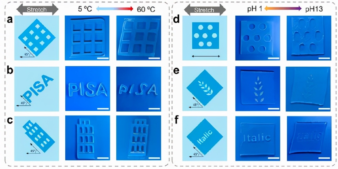 PINSIA-3 凝胶的温度和 pH 诱导的各向异性二维变形 PINSIA-3 凝胶的温度和 pH 诱导的各向异性二维变形