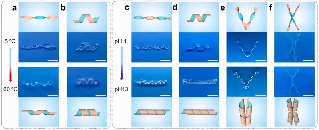图 7. PINSIA-3 凝胶的温度和 pH 诱导的螺旋变形 图 7. PINSIA-3 凝胶的温度和 pH 诱导的螺旋变形