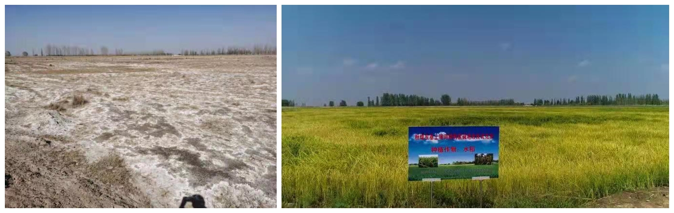 盐碱地改良前后对比 盐碱地改良前后对比