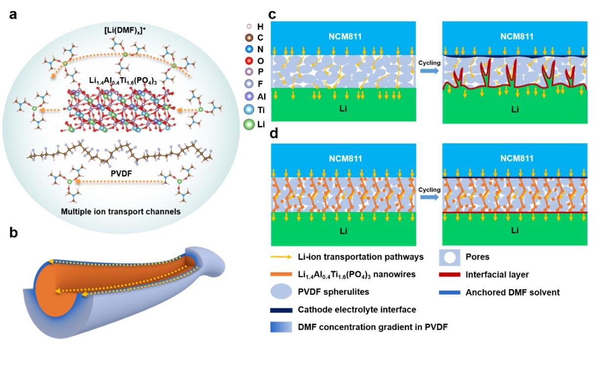 PVLN复合固态电解质离子输运机理模型及其固态电池结构循环演变示意图
