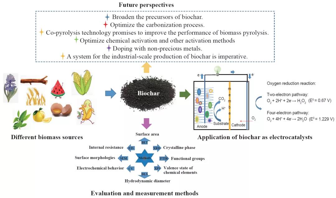 生物炭作为氧还原反应电催化剂在微生物燃料电池中的可持续性应用 生物炭作为氧还原反应电催化剂在微生物燃料电池中的可持续性应用
