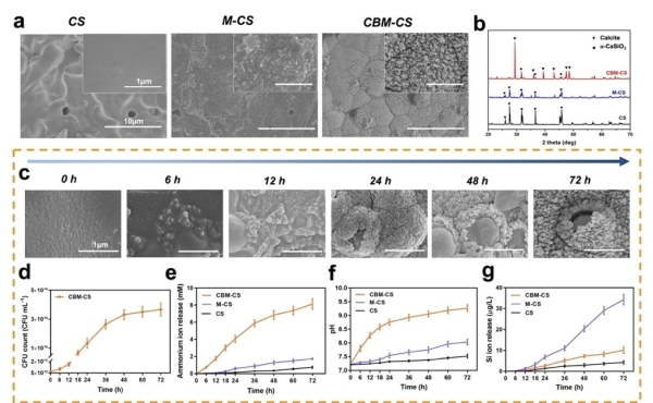 上海硅酸盐所在微生物催化生物陶瓷用于骨再生方面获进展