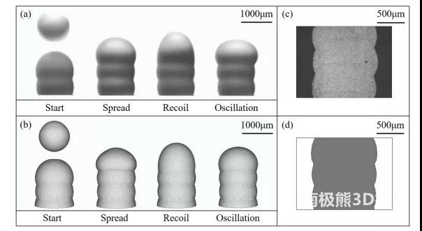 图3. (a)液滴堆积过程的高速CCD图像;(b) 液滴堆积过程的模拟图像;(c) 印刷柱横截面的 SEM 图像;(d) 印刷柱横截面的模拟图像。 图3. (a)液滴堆积过程的高速CCD图像;(b) 液滴堆积过程的模拟图像;(c) 印刷柱横截面的 SEM 图像;(d) 印刷柱横截面的模拟图像。