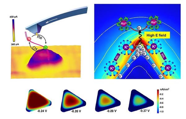 纳米分辨的电化学成像技术揭示了金属纳米颗粒上顶角区域的电子转移速率最大 纳米分辨的电化学成像技术揭示了金属纳米颗粒上顶角区域的电子转移速率最大