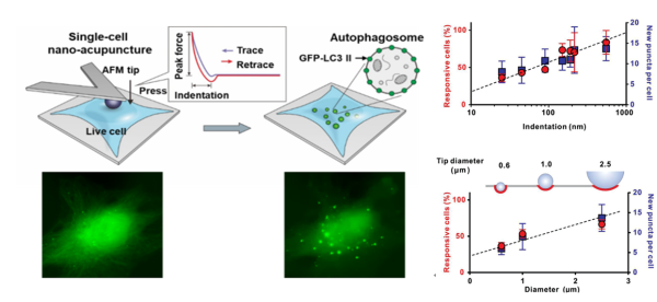 “纳米针灸”：活细胞在原子力显微镜探针施加的纳米机械力刺激下产生自噬响应