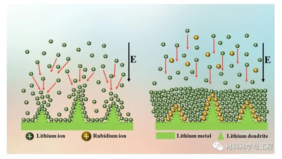 图1 含Rb+添加剂和不含Rb+添加剂的电解质系统中Li+沉积行为示意图 图1 含Rb+添加剂和不含Rb+添加剂的电解质系统中Li+沉积行为示意图