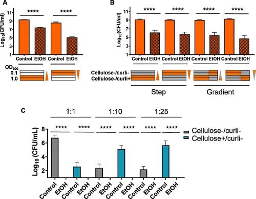 图 | 调整 (A) 细菌密度、(B) 卷曲密度和 (C) 纤维素密度对乙醇耐力的影响(来源:研究论文) 图 | 调整 (A) 细菌密度、(B) 卷曲密度和 (C) 纤维素密度对乙醇耐力的影响(来源:研究论文)
