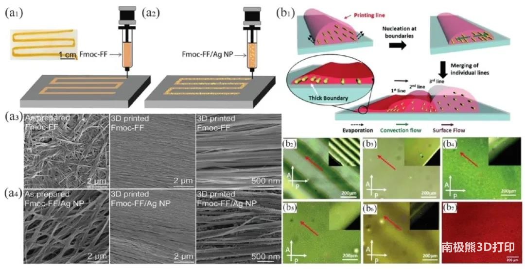 图2为喷墨3D打印水凝胶及其纳米颗粒排布 图2为喷墨3D打印水凝胶及其纳米颗粒排布
