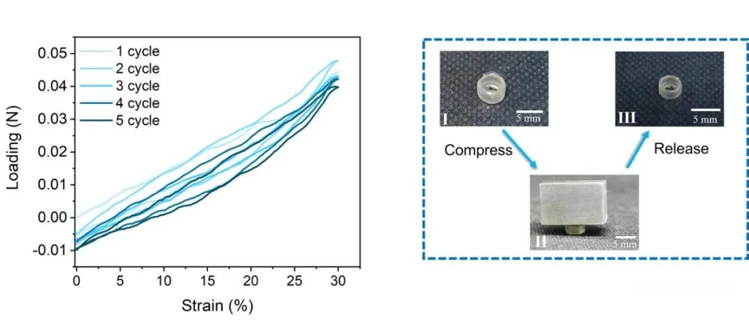 图3 SA-MA水凝胶管状结构在Ca2+和壳聚糖交联后的5个循环压缩曲线 图3 SA-MA水凝胶管状结构在Ca2+和壳聚糖交联后的5个循环压缩曲线