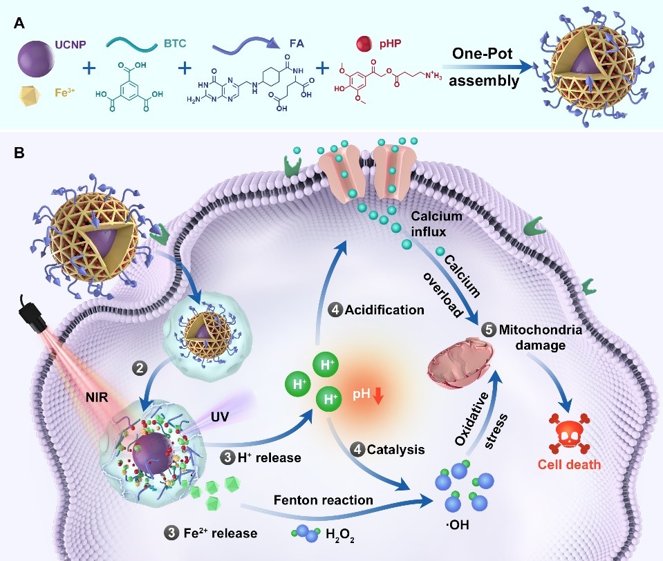 图1 基于光响应型颗粒剂型协同破坏肿瘤线粒体的示意图 图1 基于光响应型颗粒剂型协同破坏肿瘤线粒体的示意图