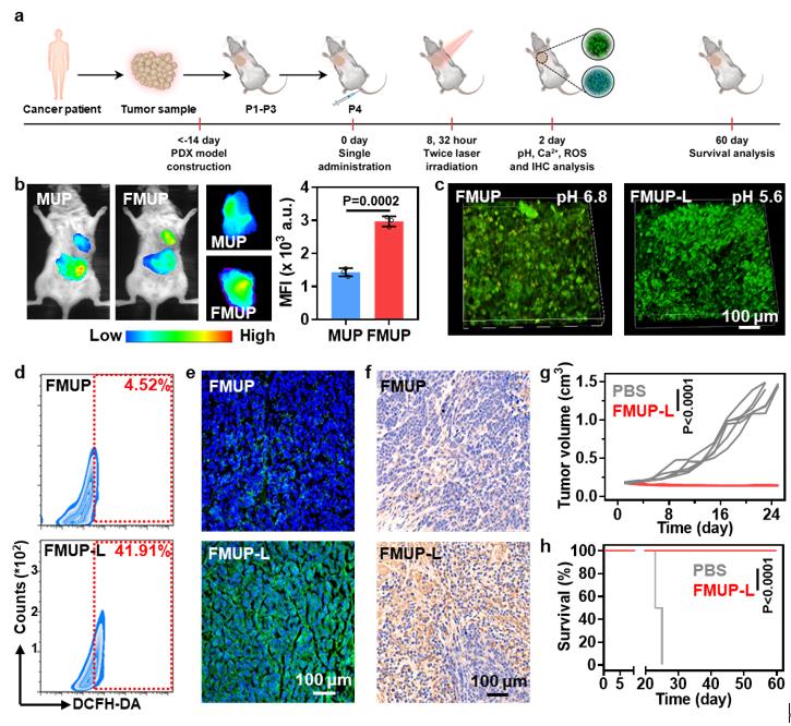 图2 FMUP剂型在患者来源的异种移植瘤模型上的疗效评价 图2 FMUP剂型在患者来源的异种移植瘤模型上的疗效评价