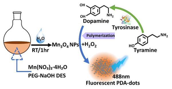 图1.Mn3O4纳米粒子用于多巴胺和酪氨酸酶的荧光检测 图1.Mn3O4纳米粒子用于多巴胺和酪氨酸酶的荧光检测