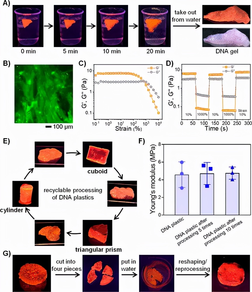 图 3. DNA塑料的可回收加工和再利用