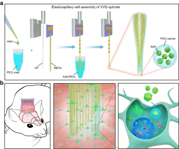 图1 (a)多功能柔性神经电极的自组装示意图(b)大脑中基因载体的精准递送 图1 (a)多功能柔性神经电极的自组装示意图(b)大脑中基因载体的精准递送