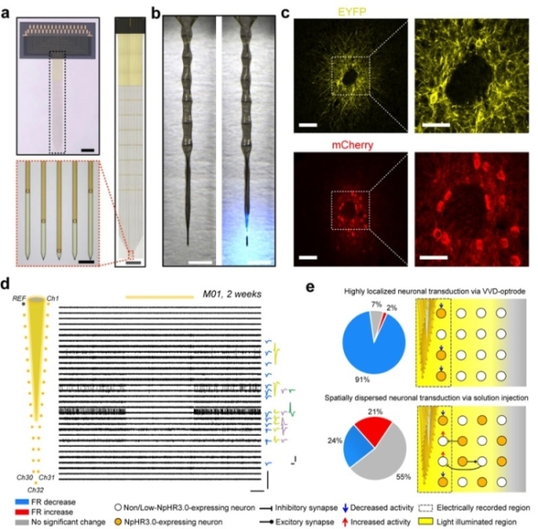 国家纳米中心在大脑神经调控与读取技术方面取得进展 国家纳米中心在大脑神经调控与读取技术方面取得进展