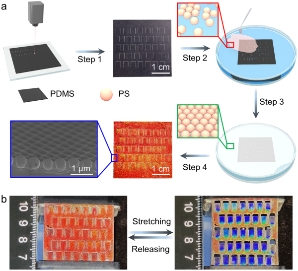 图1.光子晶体剪纸薄膜的制备及其显示过程
