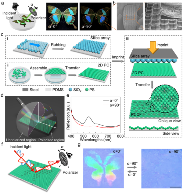 图2.PCCF的设计流程与加密成像基本原理