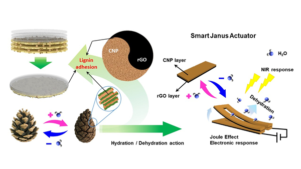 青岛能源所利用木质素粘合策略构建纳米纤维素基柔性智能驱动器