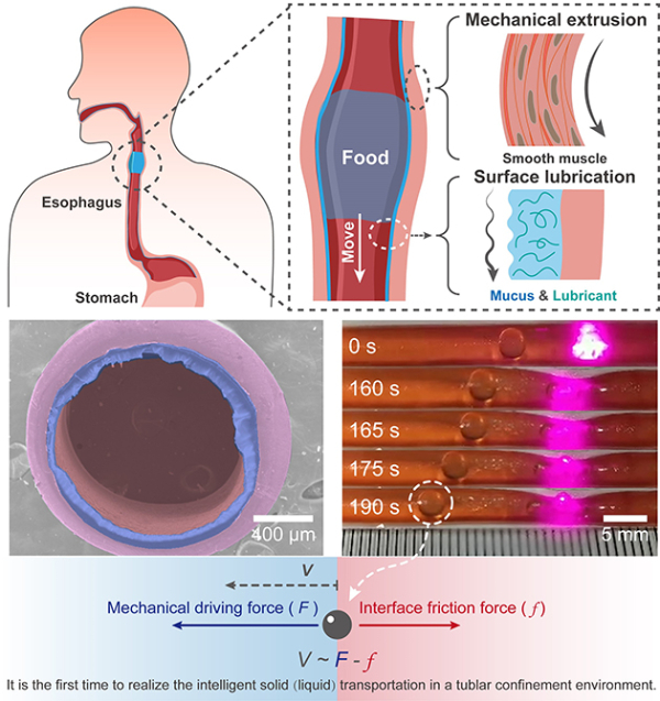 基于界面润滑和机械形变耦合效应的仿生类食道固体定向输运器件 基于界面润滑和机械形变耦合效应的仿生类食道固体定向输运器件
