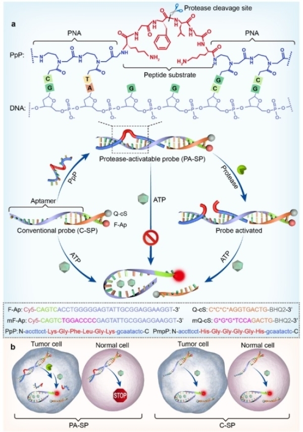 图1.肽核酸介导的功能核酸的多肽工程化