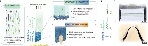 具有超低阻抗和高信号保真度的水凝胶离子电子学 具有超低阻抗和高信号保真度的水凝胶离子电子学