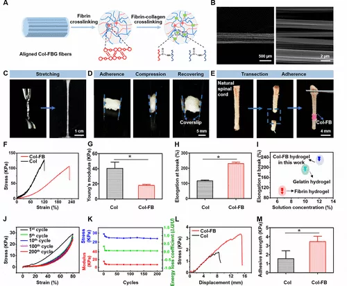 图 2. 对齐的 Col-FB 纤维水凝胶的构建和表征