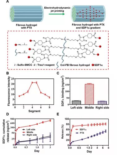 图 3. 与 SDF1α/PTX 时空释放相结合的对齐纤维水凝胶的构建和评估