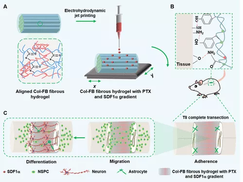 图 1. 粘合、可拉伸和时空传递对齐 Col-FB 纤维水凝胶的示意图