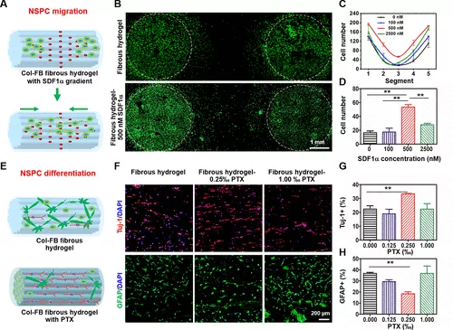 图 4. 功能化对齐的 Col-FB 纤维水凝胶诱导 NSPC 迁移和神经元分化