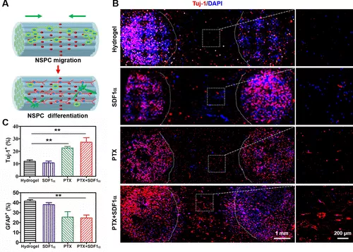 图 5. 对齐的 Col-FB 纤维水凝胶加上 SDF1α/PTX 时空释放引导 NSPC 迁移和神经元分化