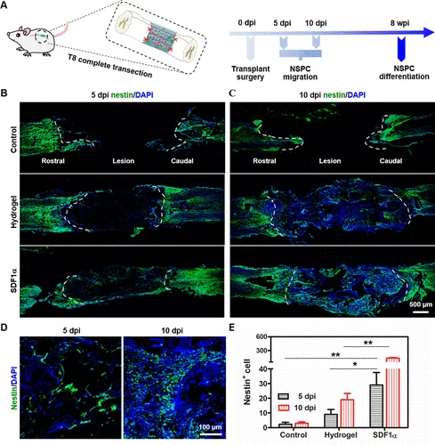 图 6. SDF1α 梯度固定排列的 Col-FB 纤维水凝胶改善了体内 NSPC 的募集