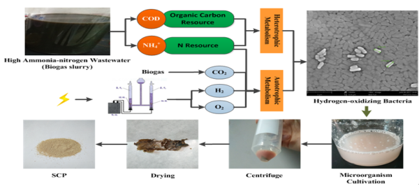 氢氧化细菌利用沼液自养和异养产单细胞蛋白饲料