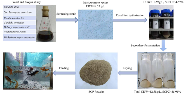 蜂蜜酵母（Nectaromyces rattu）利用沼液生产单细胞蛋白饲料