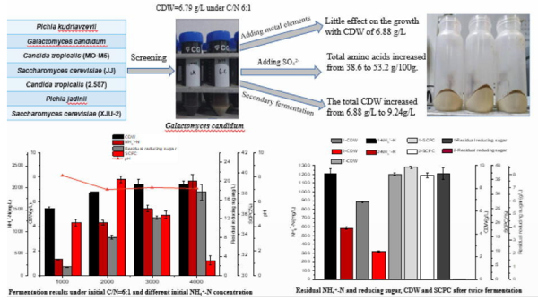 白地霉（Galactomyces candidum）利用沼液生产单细胞蛋白饲料