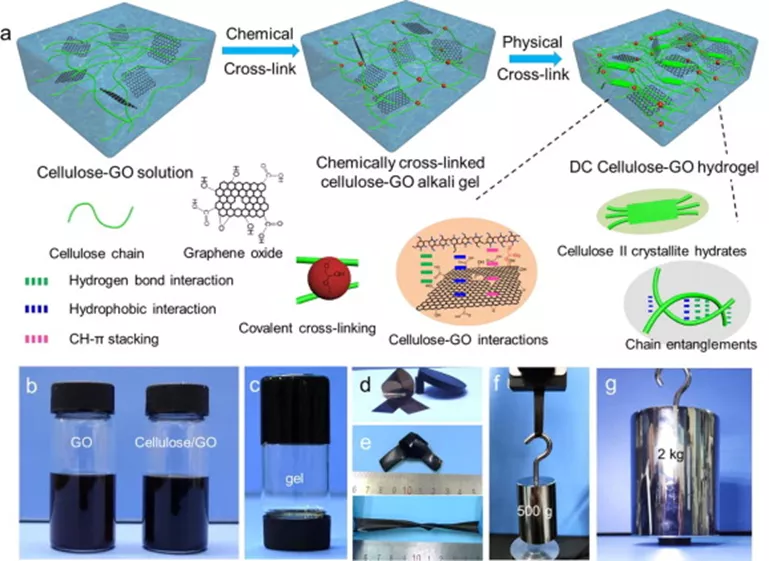 光热抗菌平台的强韧纤维素-氧化石墨烯复合水凝胶 光热抗菌平台的强韧纤维素-氧化石墨烯复合水凝胶