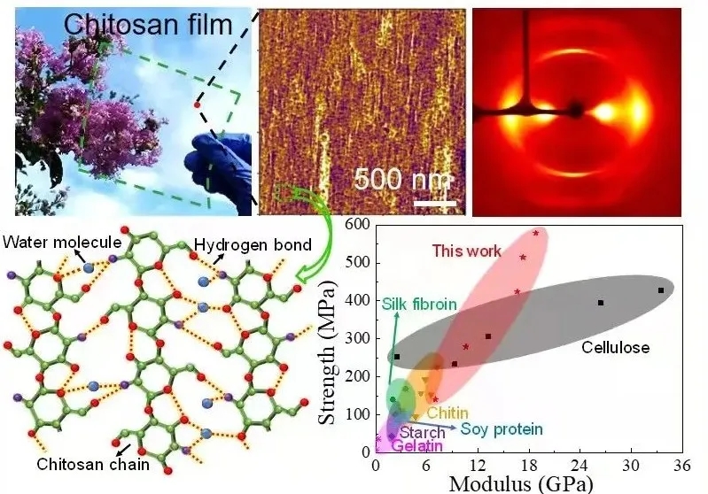基于新溶剂体系的超强韧壳聚糖薄膜 基于新溶剂体系的超强韧壳聚糖薄膜