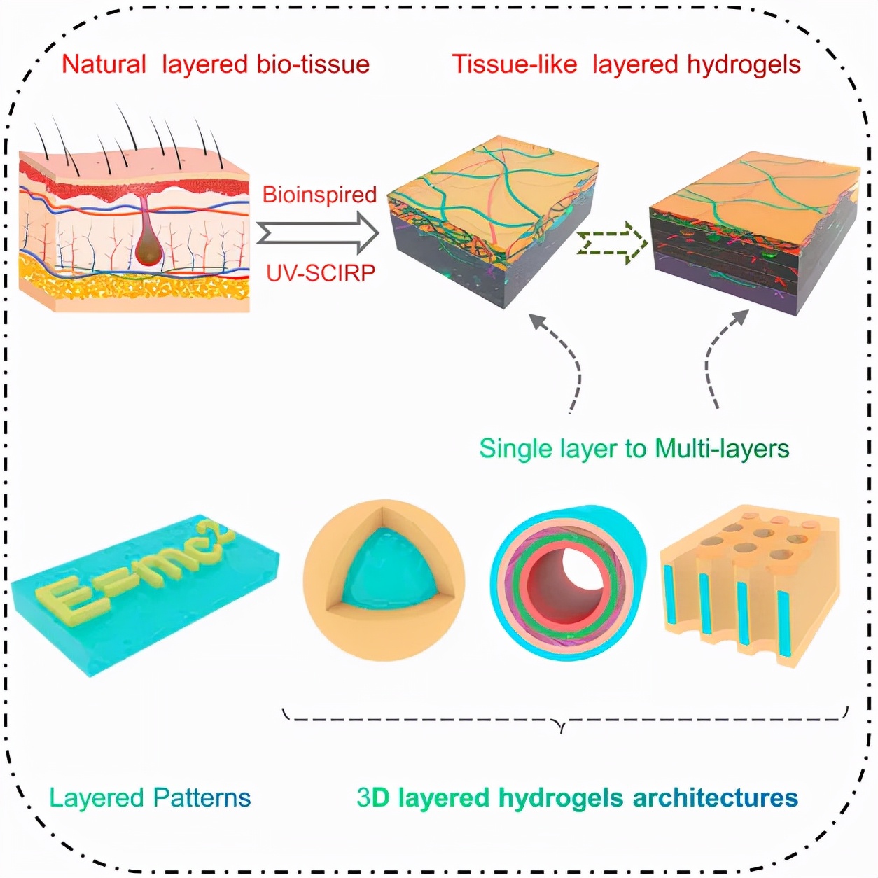 无缝衔接、厚度可调、功能可控的多功能仿生多层水凝胶问世