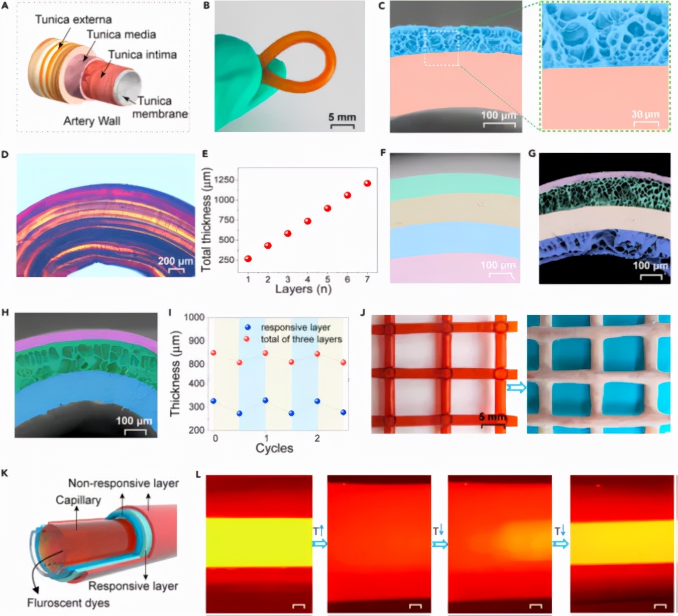 图3 血管状多层水凝胶管的制备