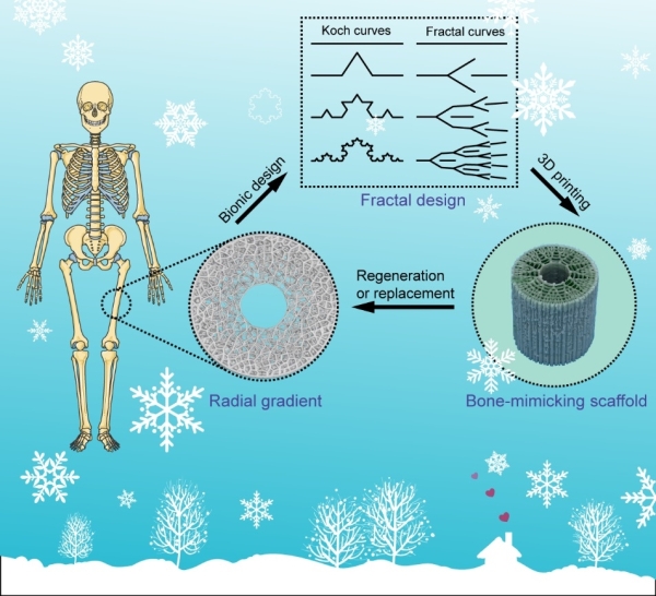 仿生径向梯度骨组织工程支架的设计示意图 仿生径向梯度骨组织工程支架的设计示意图