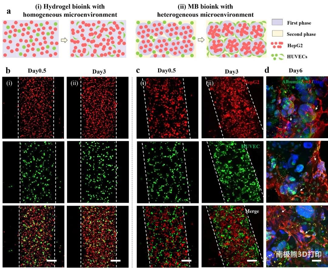 图5 3D打印构建具有可调异质微环境的血管化肝组织模型 图5 3D打印构建具有可调异质微环境的血管化肝组织模型